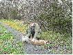 Poranny wyskok do �owiska i Hubert obdarza mnie sz�st� koza w tym sezonie. Waga 19 kg. strza� w szyjk�.