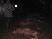przygotowania do pokotu, by�o juz do�c ciemno a moj aparat jest za s�aby azeby zrobic �adne zdi�cia...