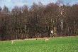 sarny
witam serdecznie oto fotki z mojej kolejnej wyprawy w �owisko Ko�a My�liwskiego Drawa. Niestety niekt�re zdj�cia s� s�abej jako�ci poniewa� nie da�em rady bli�ej podej��. Je�li do�wiadczeni my�liwi mogli by swoim wzrokiem sprawdzi� czy niekt�re koz�y ju� zrzuci�y parostki to by� bym wdzi�czny, bo mi si� wydaje ze niekt�re ju� chyba tak a nie posiadam odpowiedniego sprz�tu optycznego aby to zobaczy� dok�adnie. Pozdrawiam Darz B�r