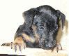 PIERWSZA W��CZKA
o:Amor z K�liczego Do�ka
m: Kama Dziczy pokot