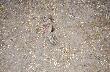 Wypatrzone oczami kruk�w

