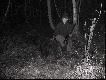 Sezon 2008/2009
Dzik-odyniec pozyskany 28.11.2008r. o godz.20:25
waga po wypatroszeniu i odbiciu or�u zatrzyma�a si� na 113 kg 