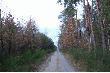 W�odawskie lasy 6.12.2008r