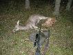 To m�j trzynasty jele� w tym sezonie