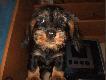 Piesy 
Czego nie mog� robi� bez ps�w? Polowa� i �y� ;-))