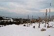 Chore wierki w Karkonoskim Parku Narodowym.