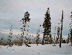 Chore wierki w Karkonoskim Parku Narodowym.