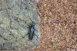 Kozior�g d�bosz (Cerambyx cerdo)
