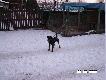 ,,Dzicze Porachunki,, :))
No i do naszej Hodowli do��czy� kolejny psiak :)) Teraz jest Tyson i Umbra -,,Lisia Przygoda,,  i import z W�gier ,,Borzvari CENTER,, -czyli ,,Dorek,,