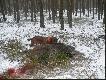 Odnaleziony postrza�ek
Musze powiedzie� �e jak na pierwszy sezon  polowa� zbiorowych  m�odej suczki CHRISTIE jestem bardzo zadowolona. Pracuje ona jako dzikarz ale w dochodzeniu postrza�k�w tak�e si� �wietnie sprawdza. 

Na zdj�ciach przy odnalezionym ostatnio postrza�ku 
