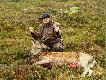 Byk 111kg. strzelony z oko�o 200m z Sauera S202 kal. 243W, pocisk elaborowany SPT Hornady. Pierwszy strza�, ze wzgl�du na silny wiatr, nie do ko�ca tam gdzie planowa�em. By� jednak wystarczaj�co celny, �eby unieruchomi� zwierza. Poprawka ju� znacznie lepsza - kula trafi�a w serce i, ku mojemu zaskoczeniu, przesz�a na wylot.