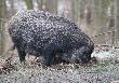 K�dzierzy�skie �winie
 Problem istnieje, i   si� powi�ksza.To ju� nie jest jedna "wietnamka" chy�kiem porzucona
w lesie.To jest ju� stadko,nie powiem wataha, bo to miesza�ce.W�adze w K-rzynie nie 
wiedz� jak go ugry��.Najwi�ksza przeszkod� w rozwi�zaniu tego� ,jest  problem czysto�ci
krwi,wyst�puj�cy ju� kiedy� na tym terenie w przesz�o�ci,ale skutecznie rozwi�zany.
Mamy nawet pozosta�o�ci zaplecza. W�a�nie tej skuteczno�ci w�adzom brakuje.
A nu� pos�dzeni zostan� o rasizm i nietolerancj� , i ani chybi notowania spadn�.
Ekolog�w te� o dziwo nie s�ycha�.Pewnie czekaj� na czyje� potkni�cie i wtedy polec�
gromy bo w wi�kszo�ci tylko to potrafi�. A problem ro�nie,mo�e samochody je
rozwi���.C� to by�aby za ulga.