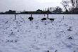 Pierwszy raz
Wizyta w zagrodzie u Marka Czecha 01.02.2009.
Pierwszy raz mojwej suczki GP Figi (6,5 miesiaca) w zagrodzie wypad� bardzo dobrze. Mia�a od kogo sie uczy�, by� z nami Opus to juz profesor w tej dziedzinie.                                                           