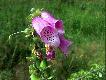 �owisko
