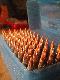Amunicja
222 Rem. ,7x64 ,7x57R