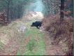 Z polowa� zbiorowych
Oto kilka fotek z ostatniego sezonu :) Darz B�r!!