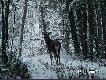 Zimowe spotkania w bieszczadzkiej knieji
Czasami u�ywam tez innego kalibru tzn. 35-420 mm
