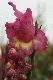 Ciotka Gladiola.
