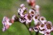 Limonium vulgare.