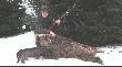Odyniaszek
Odyniaszek 60 kg pozyskany przez mojego Tat� w ostatni weekend.Darz B�r