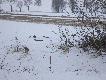 zwierzyna
