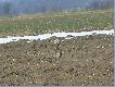 01.03.2009r Kicek a� si� zapada� w rozmi�k�ej glebie