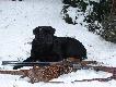 Labradorka z kogutami
Moja labradorka Brenda przy skromnym pokocie z kogutami .  
