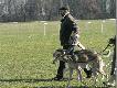 Trening Chart�w w Warszawie
Dzi�ki Koledze Barwinowi mia�em okazj� obejrze� trening tych wspania�ych ps�w