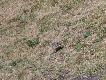 Suse� pere�kowany
We wrze�niu by�em zaproszony na kozio�ka i dzika do obwodu na granicy Zamojszczyzny i Lubelszczyzny. Niedaleko ambony by�a ma�a kolonia sus��w pere�kowanych. U nas zwierz� gin�ce, ale w Azji powszechne, r�wnie� na stole - to dla tych, kt�rzy wzdragaj� si� przed spr�bowaniem pi�maka - dotyczy burzliwej ostatnio dyskusji na forum.