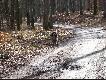 Na farbie...
W oczekiwaniu na polowania na pi�ro i jesienne konkursy p�ochaczy postanowi�em potrenowa� Maddox'a na sztucznie sfarbowanym tropie. Po wcze�niejszych pr�bach (po 16 i 24h podczas kt�rych pies szed� za ostro) poszli�my po 48h... By�o lepiej, ale musz� jeszcze popracowa� nad spokojniejszym tropieniem...
Trop uk�adany za pomoc� laski tropowej, z nakrapian� farb�, na ko�cu surowa sk�ra dzika...