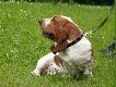Basset Hound