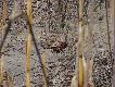 TOKI BA�ANCIE
