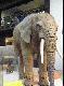 Natural History Museum of London Cz.2.
