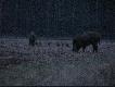 Podejrzane w �owisku
To co mo�na spotka� na popo�udniowym spacerze po lesie;)
DB Wildkris