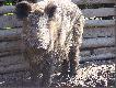 A to mama tych maluch�w
