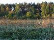 �aki Zakrzewskie nad We�n� o 4.30