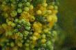 Mahonia.
