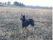Towarzysz spacer�w po lesie
