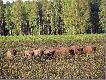 �ubry. Przypadkowe spotkanie
Wiele s�ysza�em o �ubrach w okolicy Miros�awca (zachodniopomorskie) ale nie spodziewa�em si�, �e b�dzie mi dane je obserwowa�, ba nawet zrobi� zdj�cia. 25.04. jecha�em z Wa�cza w kierunku Kalisza Pomorskiego i jak to my�liwy co chwil� spogl�da�em na okoliczne pola i ��ki - okolica bajkowa. Nagle m�j wzrok utkwi� na dziwnym stadzie �eruj�cym na plantacji aronii. Dalej dzia�a�em w "amoku" - cel to zrobi� zdj�cia. Zatrzyma�em samoch�d w pierwszym dozwolonym miejscu, by nie stwarza� zagro�enia, aparat w r�k� no i pierwszy w �yciu podch�d �ubr�w. Pan �ubr pozwoli� zbli�y� si� na ok 100 m. p�niej wykazywa� zdenerwowanie. Postanowi�em stada nadmiernie nie niepokoi� i z pewnej odleg�o�ci napawa�em si� przepi�knym widokiem tych majestatycznych zwierz�t. W galerii umieszczam wszystkie zrobione �ubrom zdj�cia gdy� widok pi�kny a nie wiem czy kiedykolwiek b�dzie mi dane do�wiadczy� przyjemno�ci ogl�dania �ubr�w na wolno�ci.