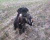 MOJE PSY
labrador retriever i kopov