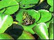 dla wszystkich prymityw�w i prostak�w kt�rzy por�wnuj� mnie z nadmuchana szelestow� lal� - POCA�UJCIE MNIE W D.....