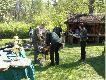 Wena z Klanu Posokowc�w . 92pkt ,Dyplom I stopnia ,lok 1 .