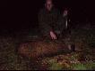 M�j pierwszy dzik 11.04.2008
Przepraszam za jako�� zdj��, ale nie mia�em wtedy przy sobie, jak zwykle zreszt� do dzi� aparatu. Zdj�cia przedtstawiaj� mojego pierwszego dzika. Siedz�c na ambonie spostrzeg�em z lewej strony dwa dziki, by�y jeszcze ca�kiem widno, lornetka do oczu, widz� je dok�adnie dwa przelatki, dr�enia r�k nie mog�em opanowa� do tego stopnia, �e nawet nie my�la�em o si�gni�ciu sztucera, a co dopiero o odbezpieczeniu, a dziczki przes�y przez ��k� i schowa�y sie w lesie. Mia�em pretensje do siebie, �e taka okazj� zmarnowa�em. Po 10 minutach pojawi�y si� znowu i zacz�y si� gania�, emocje troch� opad�y, wi�c sztucer do r�ki, widz� je w lunecie - odbezpieczam i ... historia si� powtarza, dr�enie r�k uniemo�liwia jakikolwiek sensowny strza� i dziki ponownie si� chowaj�. Jednak po kilku minutach znowu wychodz� i tym razem skoncentrowany �api� w krzy� tego mniejszego. Celuj� na komor�, huk wystrza�u...i nie wiem co si� dzieje przez kilka sekund. Widz� tylko jak jeden dzik ucieka do lasu. Patrze prze lornetk� i nie wierze....le�y. Wybieranie numeru do taty w telefonie zajmuje mi dobra minut�. Schodze z ambony, podchodz� ostro�nie zeby si� upewni� i sprawdzic gdzie dosta�. Celowany na komor� dosta� za ucho.:). Potem juz tylko gratulacje i chrzest, kt�rego dokona� kolega Micha�. Darz B�r Kole�ankom i Kolegom. Pozdrawiam
Wojciech