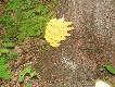 Stawy w �d�arach
Stawy rybne w �d�arach , gm. Czarna, pow. D�bica, woj.Podkarpackie - wd�u� nich biegnie aleja starych d�b�w...  