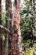 PODPATRZONE W �OWISKU
