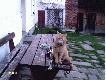 Puma
Puma. Podobno jeszcze grasuje w naszych �owiskach. Nie strzela� do osobnika na zdj�ciu.