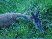 polowania
M�j pierwszy my�kus. 