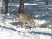 Lynx
Lynx  jest   wi�kszy  od  Rysia  kt�ry  �yje  w  polsce.  W  Kanadzie  jest    zwierz�ciem �ownym, cho�  nie   w   ka�dej   prowincji. Jele�   Wirginijski,  samca  waga  dochodzi  do   80 kg,  samica  wa�y   po�ow�  tego co  samiec.  Jak  silny   musi  by�  Lynx   by  zabi�  tak  du�e  zwierze.