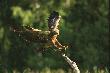 ORLIK KRZYKLIWY (Aquila pomarina)
Orlik krzykliwy
