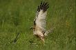 B�OTNIAK STAWOWY (Circus aeruginosus)
B�otniak stawowy
